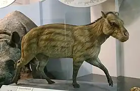 Reconstitution de Hyracotherium (Palaeotheriidae).