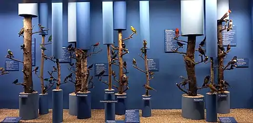 Vitrine d'oiseaux, dans la galerie de la faune exotique.