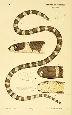 Description de l'image Natural history of Victoria (Pl. 52) (5998816804).jpg.