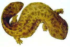 Salamandre géante du Japon (Andrias japonicus)