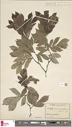 Description de l'image Naturalis Biodiversity Center - L.1982585 - Hymenostegia brachyura (Harms) J.Léonard - Leguminosae-Caes. - Plant type specimen.jpeg.