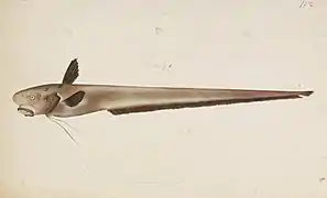 Ateleopus japonicus (Ateleopodiformes)