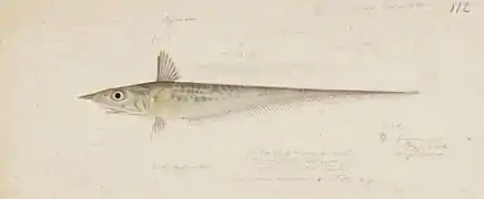 Coelorinchus japonicus