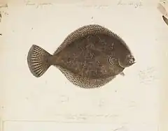 Description de l'image Naturalis Biodiversity Center - RMNH.ART.69 - Pleuronichthys cornutus (Temminck and Schlegel) - Kawahara Keiga - 1823 - 1829 - Siebold Collection - pencil drawing - water colour.jpeg.