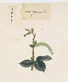 Description de l'image Naturalis Biodiversity Center - RMNH.ART.814 - Salix subopposita - Kawahara Keiga - 1823 - 1829 - Siebold Collection - pencil drawing - water colour.jpeg.