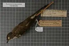 Description de l'image Naturalis Biodiversity Center - RMNH.AVES.125325 1 - Pycnonotus leucogrammicus (S. Muller, 1835) - Pycnonotidae - bird skin specimen.jpeg.
