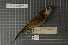 Description de l'image Naturalis Biodiversity Center - RMNH.AVES.125340 1 - Pycnonotus tympanistrigus (S. Muller, 1835) - Pycnonotidae - bird skin specimen.jpeg.