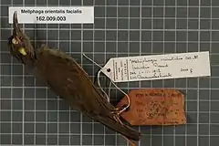 Description de l'image Naturalis Biodiversity Center - RMNH.AVES.133925 1 - Meliphaga orientalis facialis Rand, 1936 - Meliphagidae - bird skin specimen.jpeg.