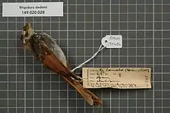 Description de l'image Naturalis Biodiversity Center - RMNH.AVES.135484 1 - Rhipidura dedemi van Oort, 1911 - Monarchidae - bird skin specimen.jpeg.