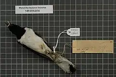 Description de l'image Naturalis Biodiversity Center - RMNH.AVES.136016 2 - Monarcha leucurus leucurus Gray, 1858 - Monarchidae - bird skin specimen.jpeg.