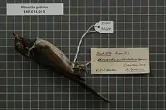 Description de l'image Naturalis Biodiversity Center - RMNH.AVES.136220 1 - Monarcha guttulus (Garnot, 1829) - Monarchidae - bird skin specimen.jpeg.