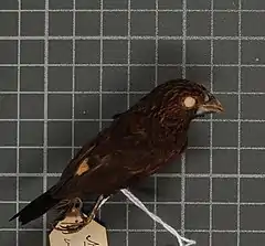 Description de l'image Naturalis Biodiversity Center - RMNH.AVES.161095 1 - Lonchura tristissima tristissima (Wallace, 1865) - Estrildidae - bird skin specimen (cropped).jpeg.
