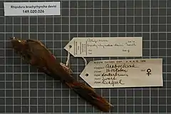 Description de l'image Naturalis Biodiversity Center - RMNH.AVES.18627 1 - Rhipidura brachyrhyncha devisi North, 1897 - Monarchidae - bird skin specimen.jpeg.