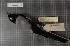 Description de l'image Naturalis Biodiversity Center - RMNH.AVES.19428 1 - Coracina longicauda grisea Junge, 1939 - Campephagidae - bird skin specimen.jpeg.