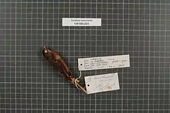 Description de l'image Naturalis Biodiversity Center - RMNH.AVES.42676 1 - Lonchura nevermanni Stresemann, 1934 - Estrildidae - bird skin specimen.jpeg.