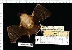 Description de l'image Naturalis Biodiversity Center - RMNH.MAM.33154.b ven - Hipposideros Pomona sinensis - skin.jpeg.