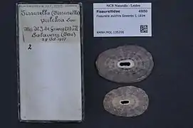 Fissurella pulchra