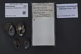Zemelanopsis trifasciata.