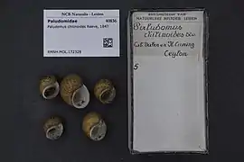 Paludomus chilinoides.