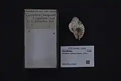 Description de l'image Naturalis Biodiversity Center - RMNH.MOL.193487 - Monoplex trigonus (Gmelin, 1791) - Ranellidae - Mollusc shell.jpeg.