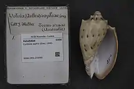 Cymbiola sophia