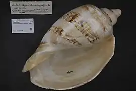 Cymbiola magnifica