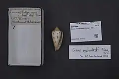 Description de l'image Naturalis Biodiversity Center - RMNH.MOL.224143 - Conus moolenbeeki Filmer, 2011 - Conidae - Mollusc shell.jpeg.