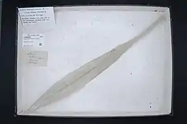 « plume » de calmar Loligo forbesii (céphalopode)