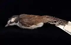 Description de l'image Naturalis Biodiversity Center - ZMA.AVES.6648 - Malacopteron albogulare albogulare Blyth, 1844 - Timaliidae - skin specimen.jpeg.