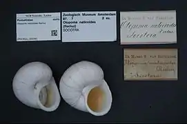 Otopoma naticoides
