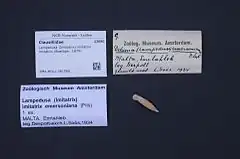 Description de l'image Naturalis Biodiversity Center - ZMA.MOLL.381566 - Lampedusa (Imitatrix) imitatrix imitatrix (Boettger, 1879) - Clausiliidae - Mollusc shell.jpeg.