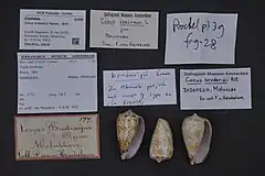 Description de l'image Naturalis Biodiversity Center - ZMA.MOLL.39030 - Conus broderipii Reeve, 1844 - Conidae - Mollusc shell.jpeg.