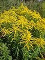 Solidago canadensis en Biélorussie.