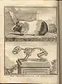 Le Cochon d'Inde, édition de Hambourg et Leipzig, 1765.