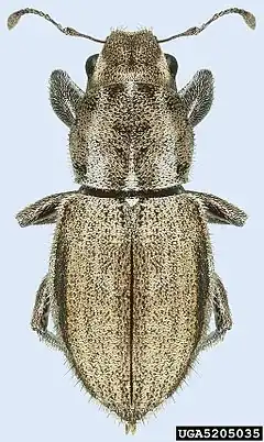 Description de l'image Naupactus leucoloma UGA5205035.jpg.