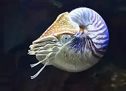 Photographie en couleurs d'un animal marin muni de tentacules et d'une coquille en spirale sur fond noir