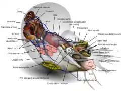 Anatomie