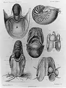 Anatomie du Nautilus macromphalus d'après la monographie d’Arthur Willey's (1912)