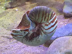 Nautilus pompilius (Nautile)