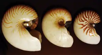 Coquilles de nautiles (céphalopode)