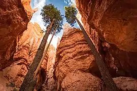 Douglas (var. glauca) à Bryce Canyon, Utah.