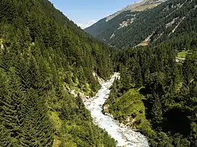 Rivière s'écoulant à travers une forêt de pins.