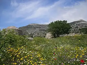 photographie couleurs : une prairie fleurie au pied d'un montagne