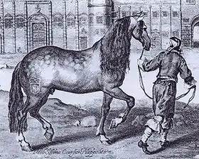 Gravure représentant un cheval gris mené en main par un serviteur en costume d’époque ; le cheval présente son profil droit et possède une marque au fer sur sa cuisse représentant un écusson.