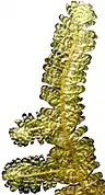 Neckeropsis lepineana.