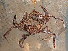 Description de l'image Necrocarcinidae - Corazzatocarcinus hadjoulae.JPG.