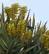 Floraison ; un Nectariniidae dans les inflorescences.