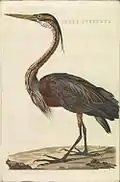 Ardea purpurea (Héron pourpré), planche 180