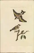 Fringilla Carduelis (Chardonneret élégant), planche 168