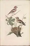 Coccothraustes coccothraustes (Gros-bec casse-noyaux), planche 71